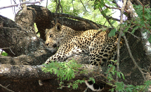 Afrika Wander Safari mit Wildlife: Leopard im Kruger Nationalpark von Südafrika